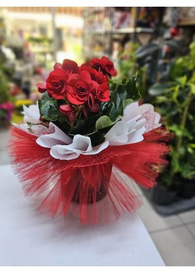 CANLI İTHAL SAKSIDA GÜL BEGONYA